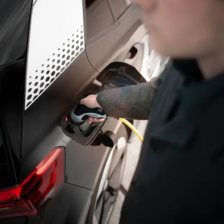 Tout savoir sur le bois amarante : un bois précieux et ses enjeux énergétiques