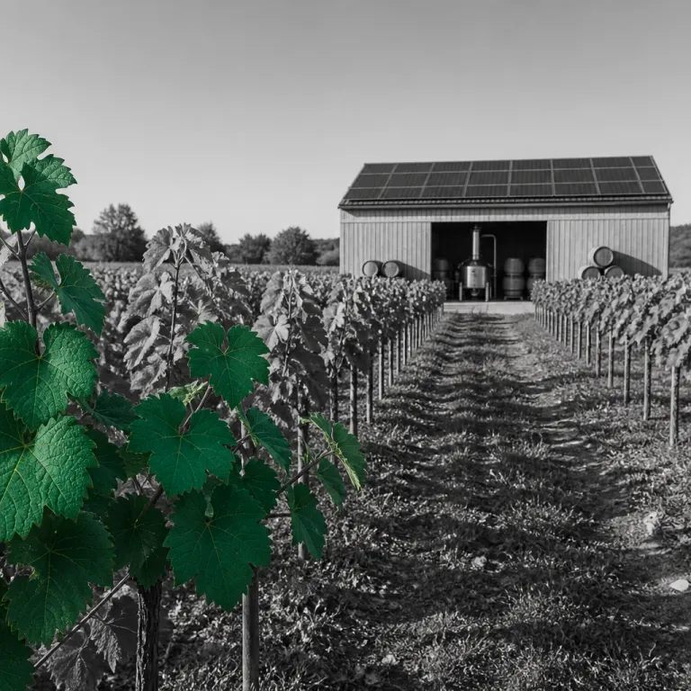 Prime uve : comprendre les aides à la transition énergétique à travers l’exemple d’une eau de vie de raisin